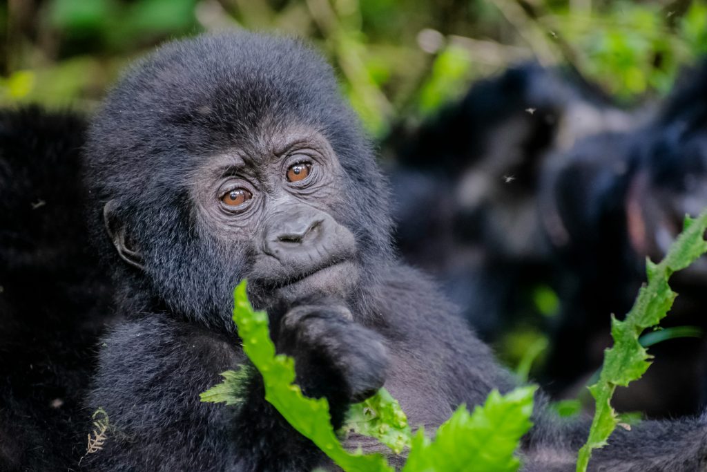 Juvenile mountain gorilla in the Virunga landscape, the same great ape population repeatedly hit by Ebola die-offs.